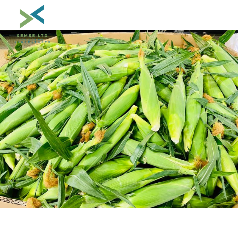 Украина, без ГМО, Желтая Кукуруза/кукуруза, корм для животных, оптовая продажа