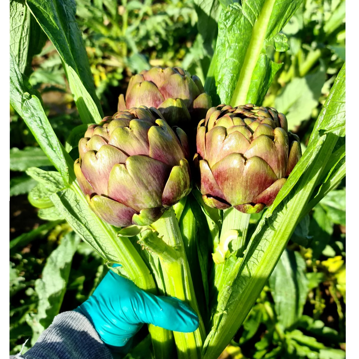 HIGH QUALITY ROMAN ARTICHOKE FRESH IN BOX 6 PZ MADE IN ITALY