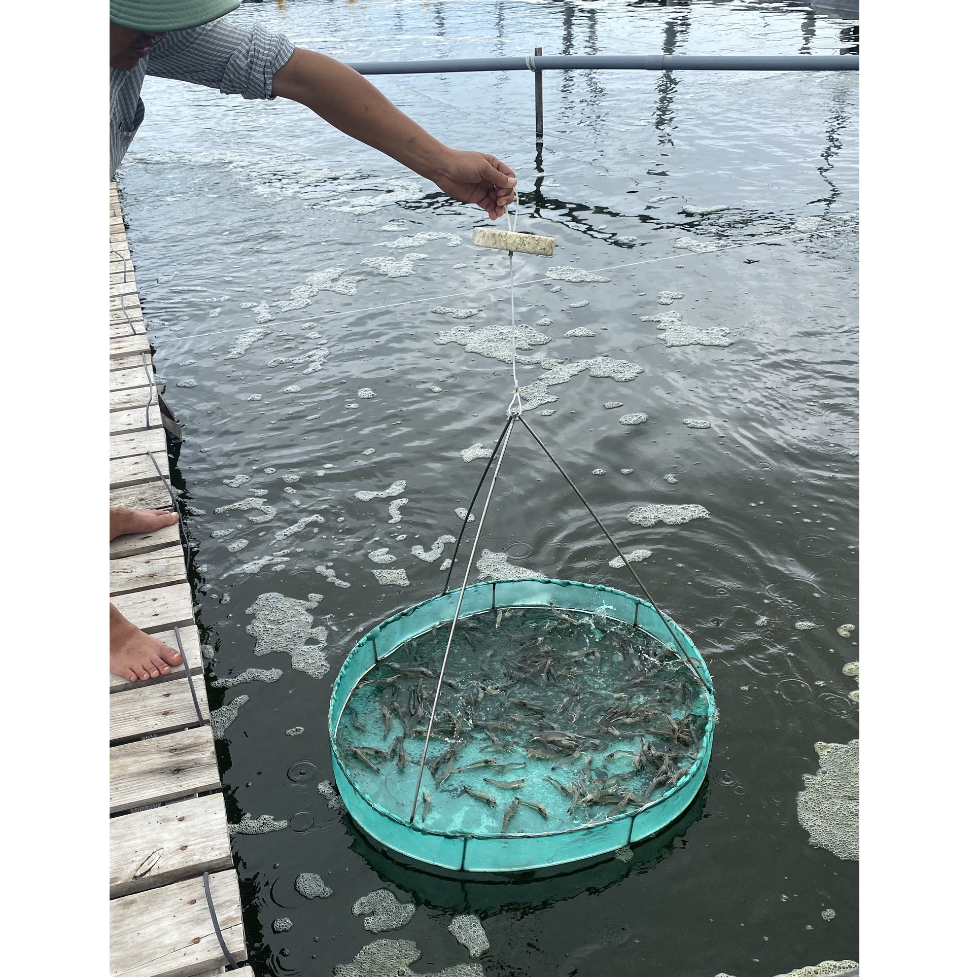 Headless Skinless Frozen White Shrimp Food Box Packaging Freezing Seafood With 24 Months Shelf Life From Vietnam