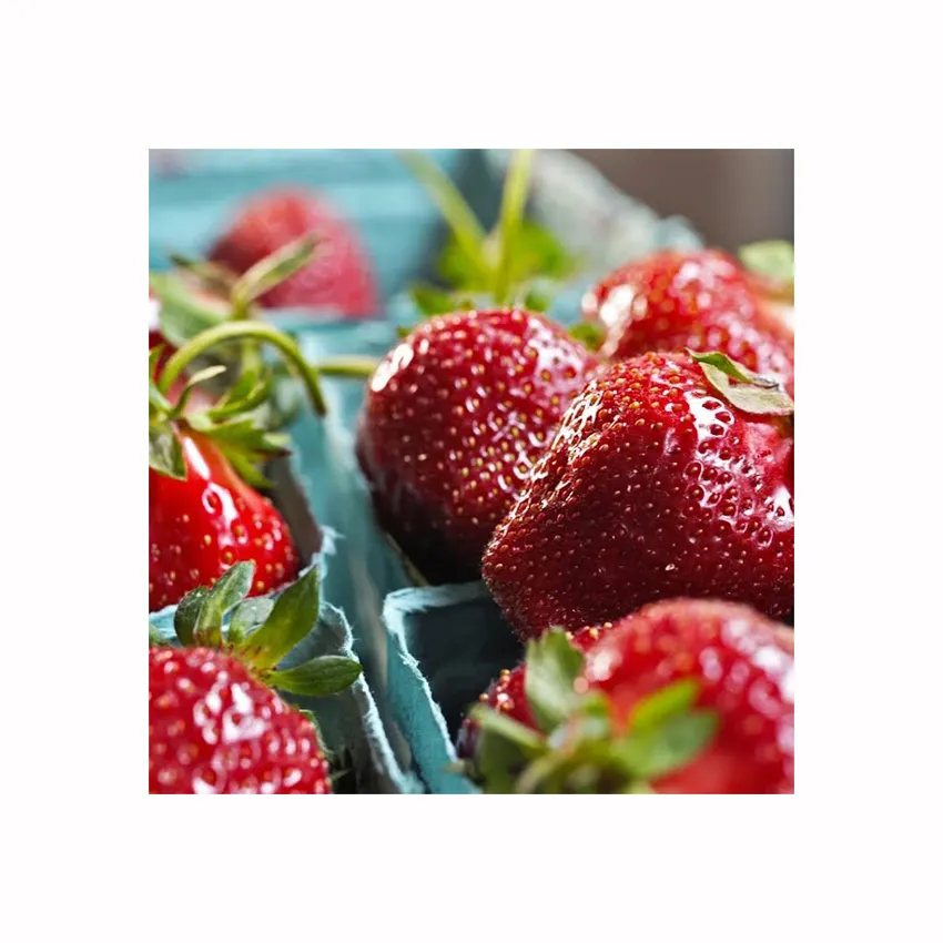 QUALITY FRESH SWEET STRAWBERRIES FRUITS IN STOCKS READY FOR EXPORT