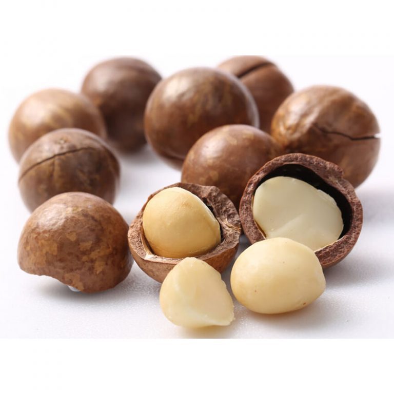 Premium Vietnam Dried Macadamia Nuts Natural Whole High Quality Bulk Supply for Wholesale
