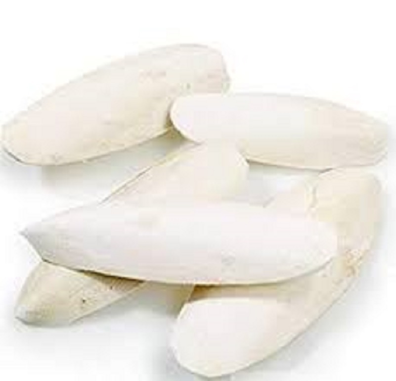 Cuttlefish bone Available For sale.