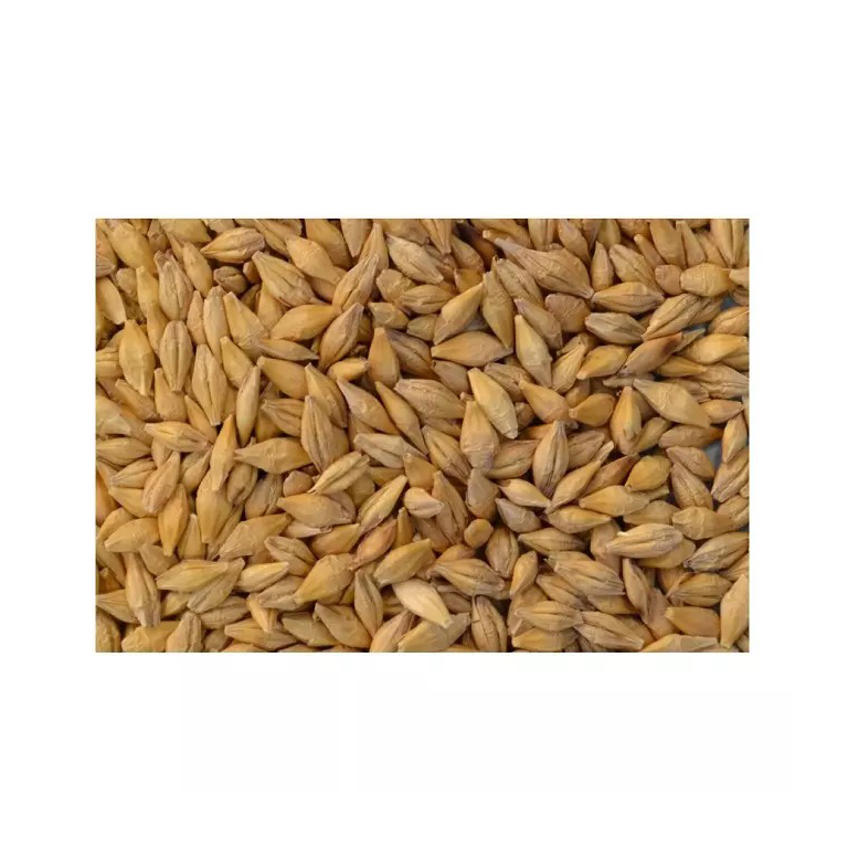 Animal Feeding Food Feed Barley for Sale, Premium quality barley 25/35 kg bags or in bulk