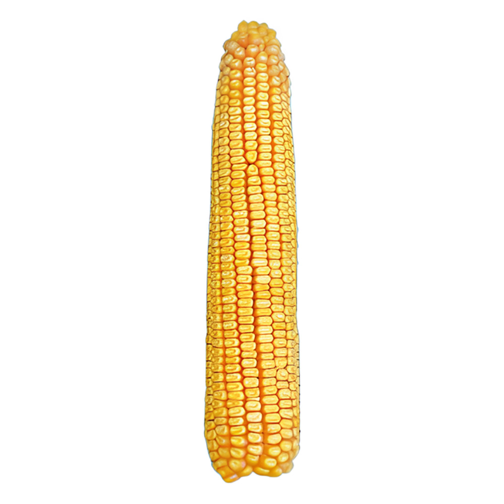 corn seeds for planting, hybrid Aria 450, FAO 450, wholesale from manufacturer plant seeds for sale