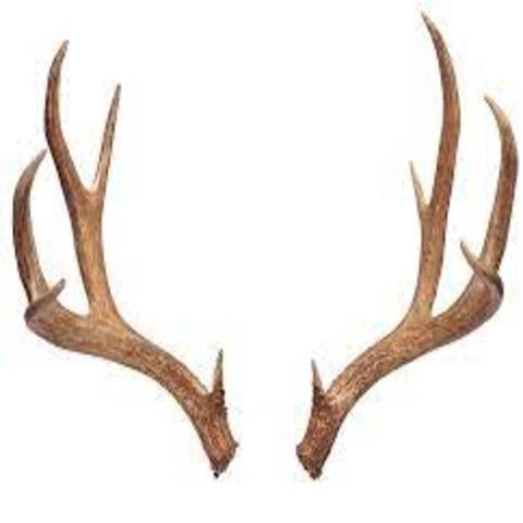 Red Deer Antlers for Sale - Best Quality Red Deer Antlers