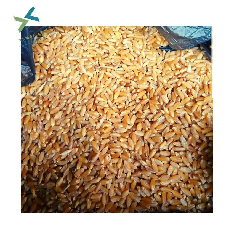 Canadian Wheat Grain Wholesale Premium Quality Soft Wheat For Sale Milling Wheat