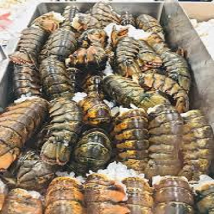 Frozen Lobsters Style Packaging Weight Shelf Origin Type Life Lobster Size