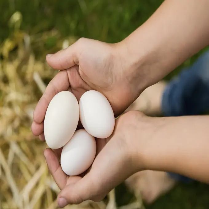 Food Protein Organic Egg White Traditional Chicken Eggs Price