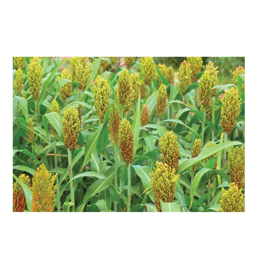 High Quality Organic Whole Sorghum Grains Available For Sale At Low Price