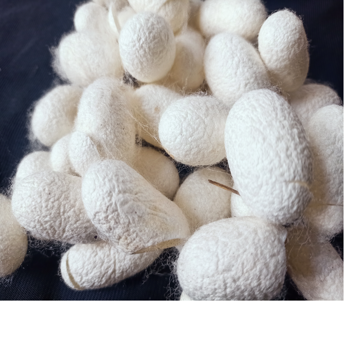 custom cut mulberry silk cocoons for scientific, medicinal and educational purposes can also be dyed in your choice of colors
