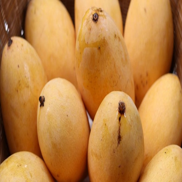 export fresh quality pakistani Mango Sindhri, Fresh Mango from Pakistan OEM ODM customization logo