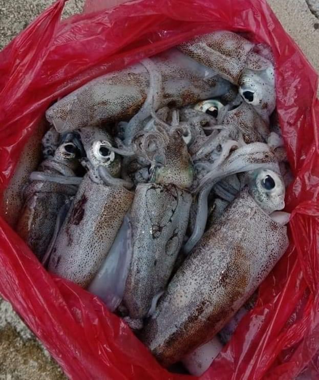 Сушеный Копченый кальмар, живой кальмар для продажи, консервированный кальмар для продажи