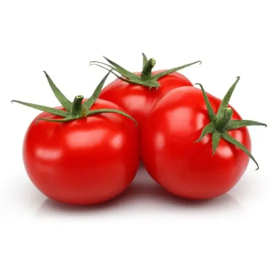 Fresh Quality Tomato for Export with high quality and good price