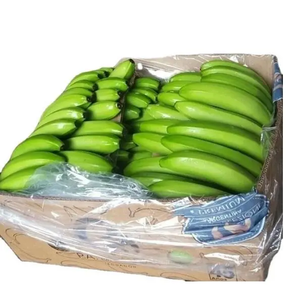 Fresh Cavendish Banana - 100% High Quality Green Fresh Cavendish Banana made in Philippine with Factory price