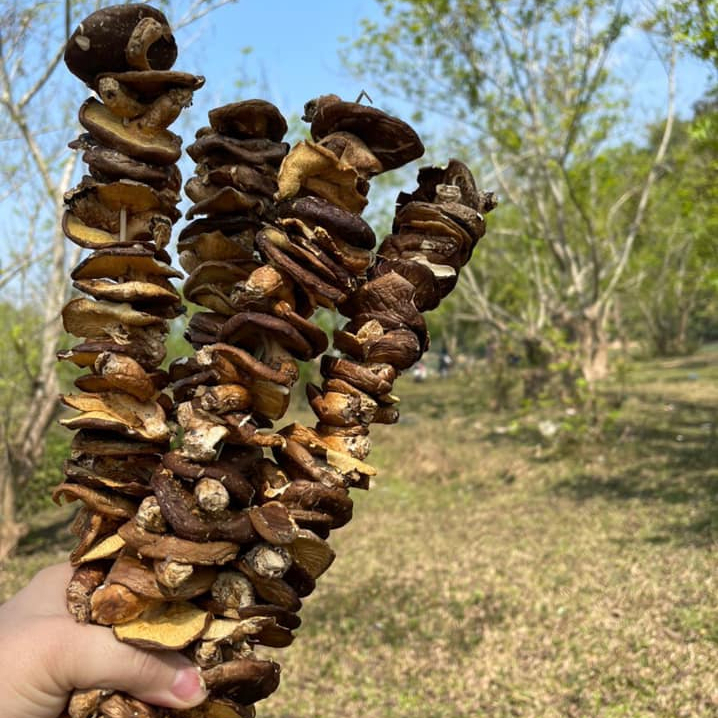 Hight Quality Shiitake Mushrooms - Dried 100% natural mushrooms wholesales from Viet Nam / Hana