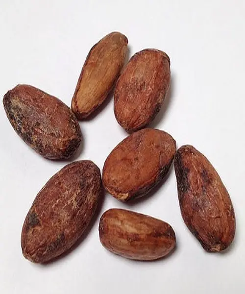 COCOA BEANS CACAO BEAN Cocoa Beans For Sale