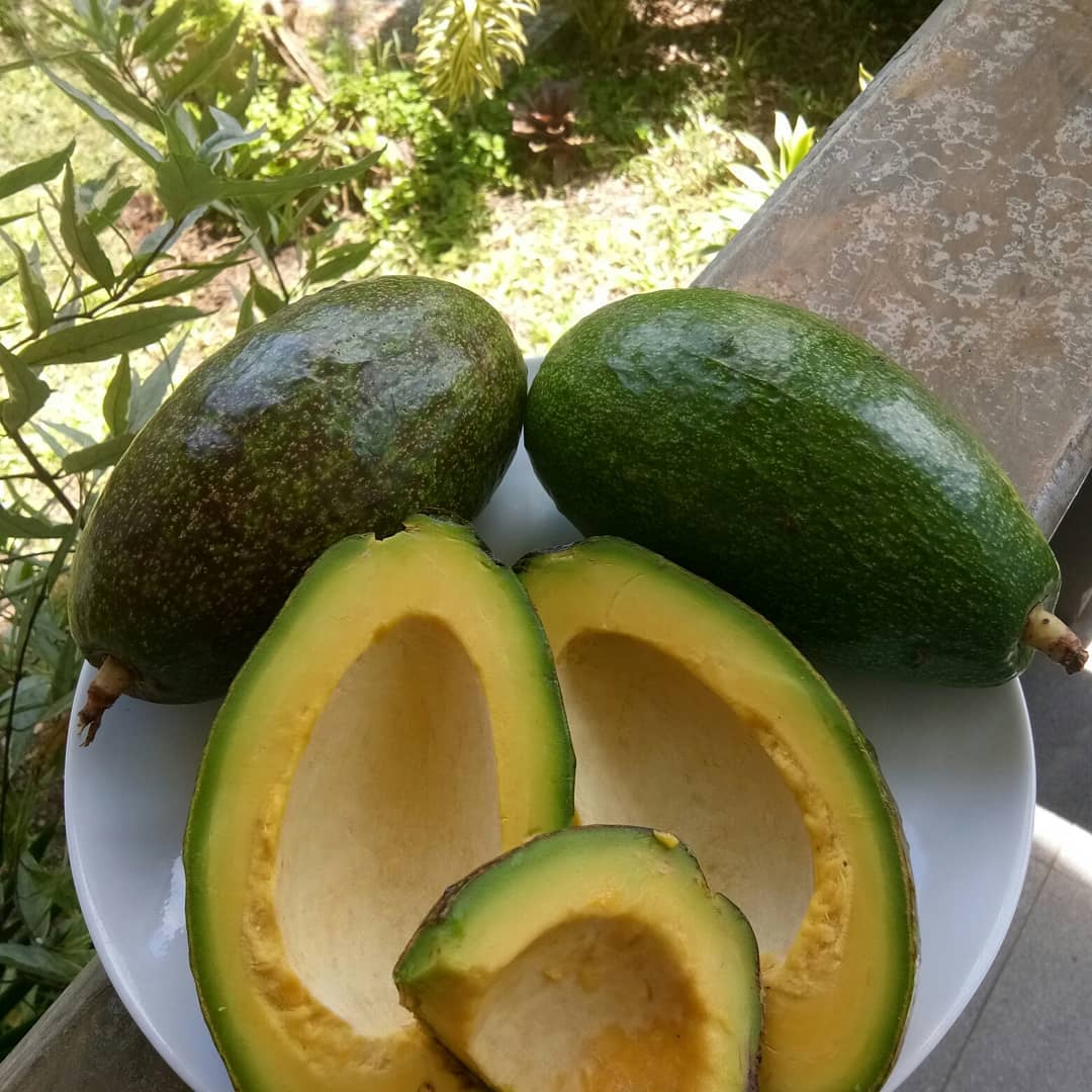 Свежий авокадо из Южной Африки/PALTA HASS