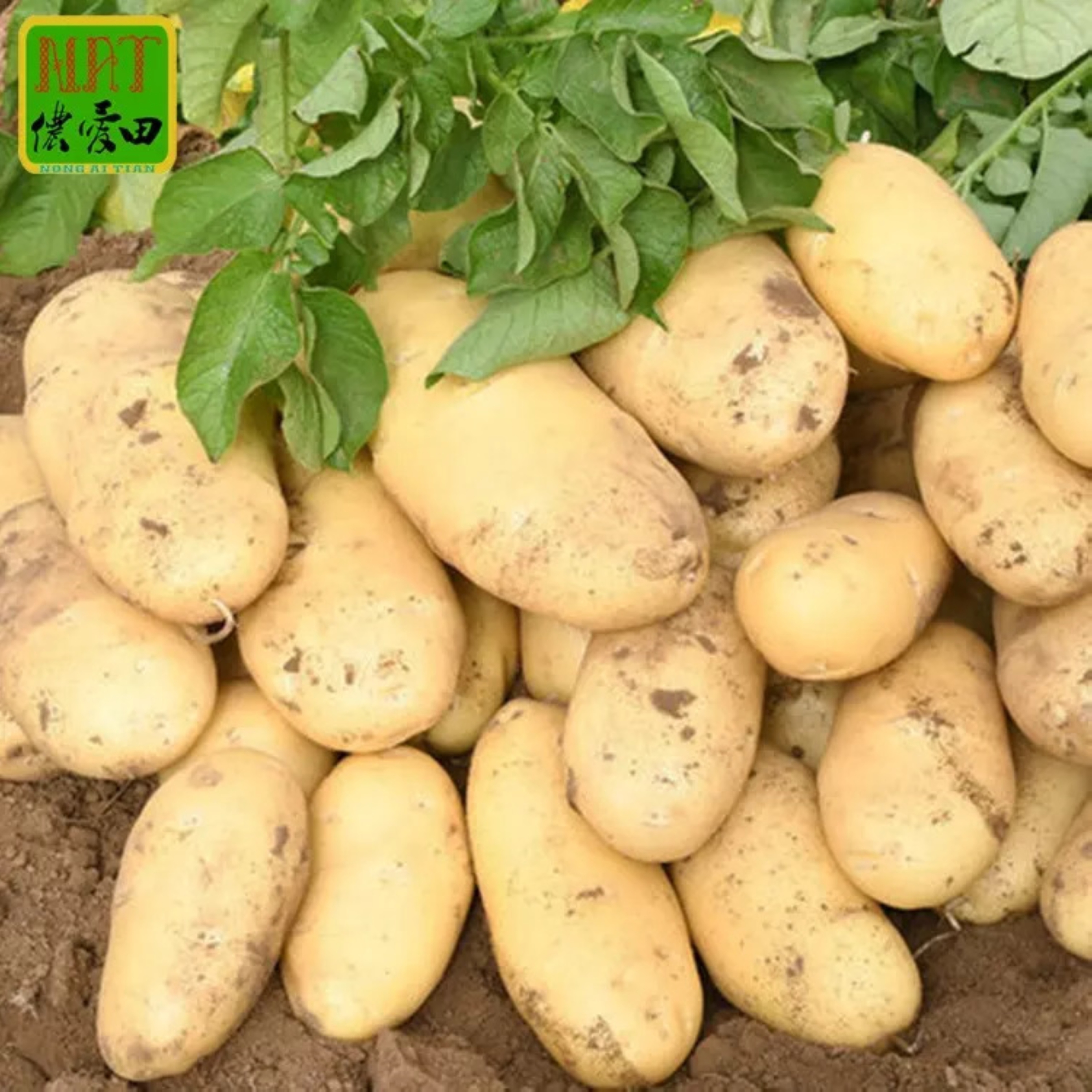 Свежий картофель