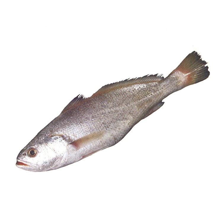 Самые оптовые продажи, морепродукты премиум качества, натуральные и чистые морепродукты, замороженная рыба из Таиланда