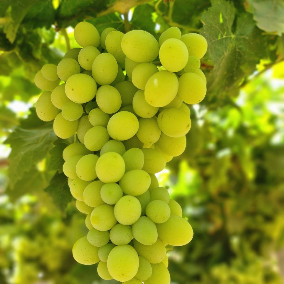 Fresh Grapes Large Size 14+ Sugar