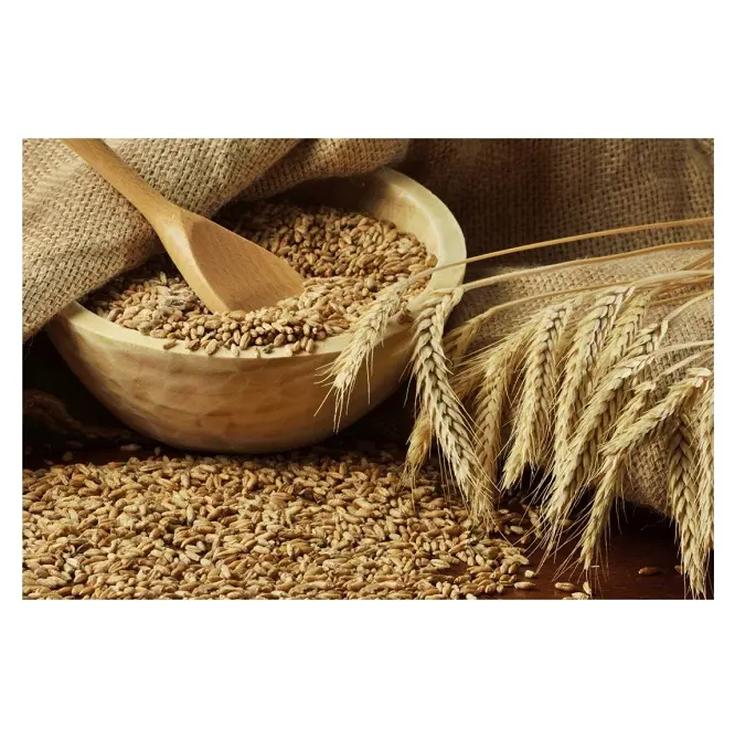 Wholesale Price Supplier of Organic Whole Wheat Grains Bulk Stock With Fast Shipping