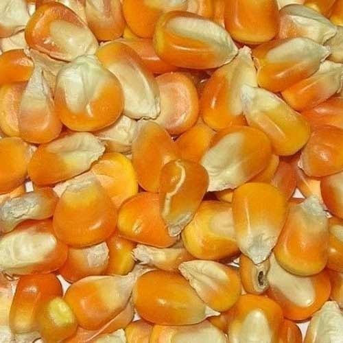 Кукуруза высушенная для потребления человеком