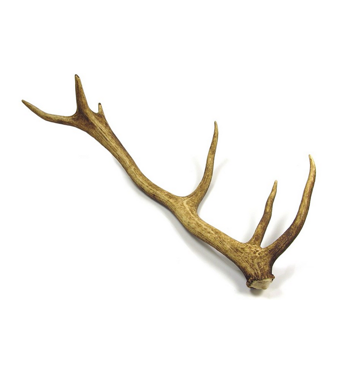 Hard Red Deer Antlers, Whole Deer Antlers - Elk Antlers for Dogs