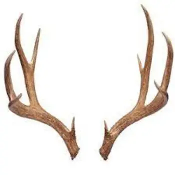 Natural Red Deer Antlers