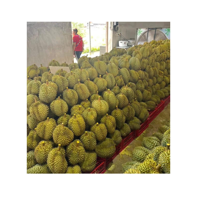 Hot Sale on Sweet Delicious Taste Premium Quality Fresh Durian Monthong Fruit from Thailand Origin Supplier at Competitive Price