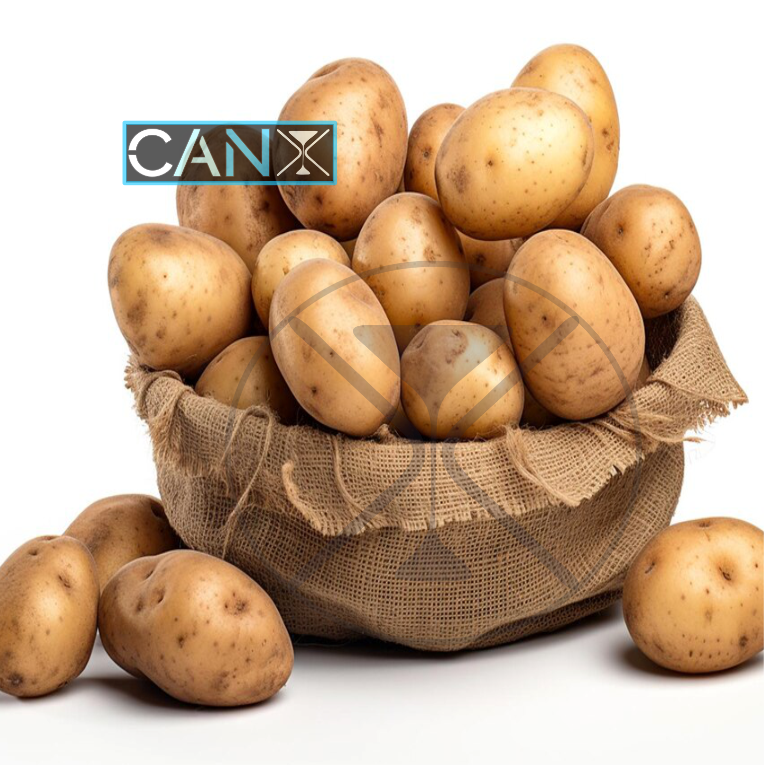 Best Grade New Cultivated 100% Fresh potatoes at Competitive Price with Customized Size Packing For Food Making From India.