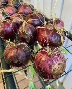 Fresh Red Onions Available For Sale
