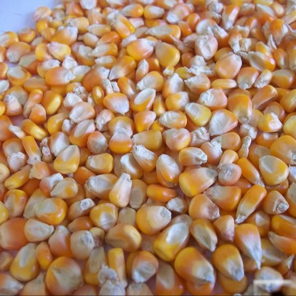 Лидер продаж, желтая кукуруза без ГМО, Желтая Кукуруза/желтая кукуруза и белая кукуруза/Сушенная на воздухе Желтая Кукуруза для продажи