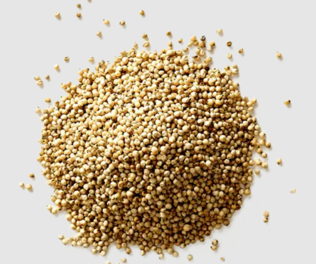 Sorghum White Milo Sorghum Grains Sorghum wholesale supply