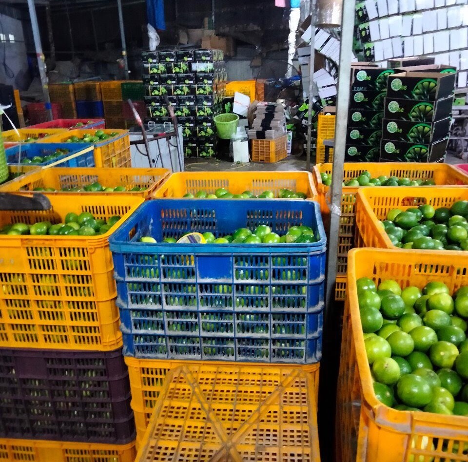Fresh Lime/ Green Seedless Lime With Premium Quality Best Price/ Vietnam Lemon Top Supplier Dried Lemon Sliced - ANNA DO