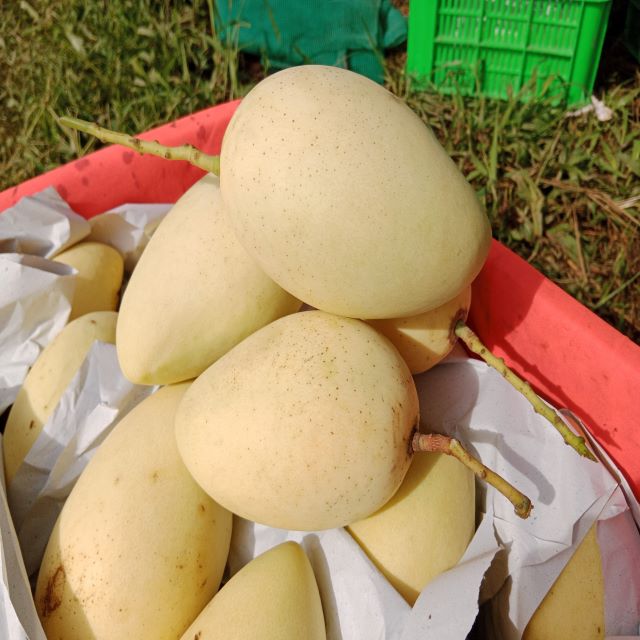 Профессиональная команда экспорт продуктов Органическая ферма коробка упаковка манго сортировочная машина профессиональная команда экспорт продуктов органика F