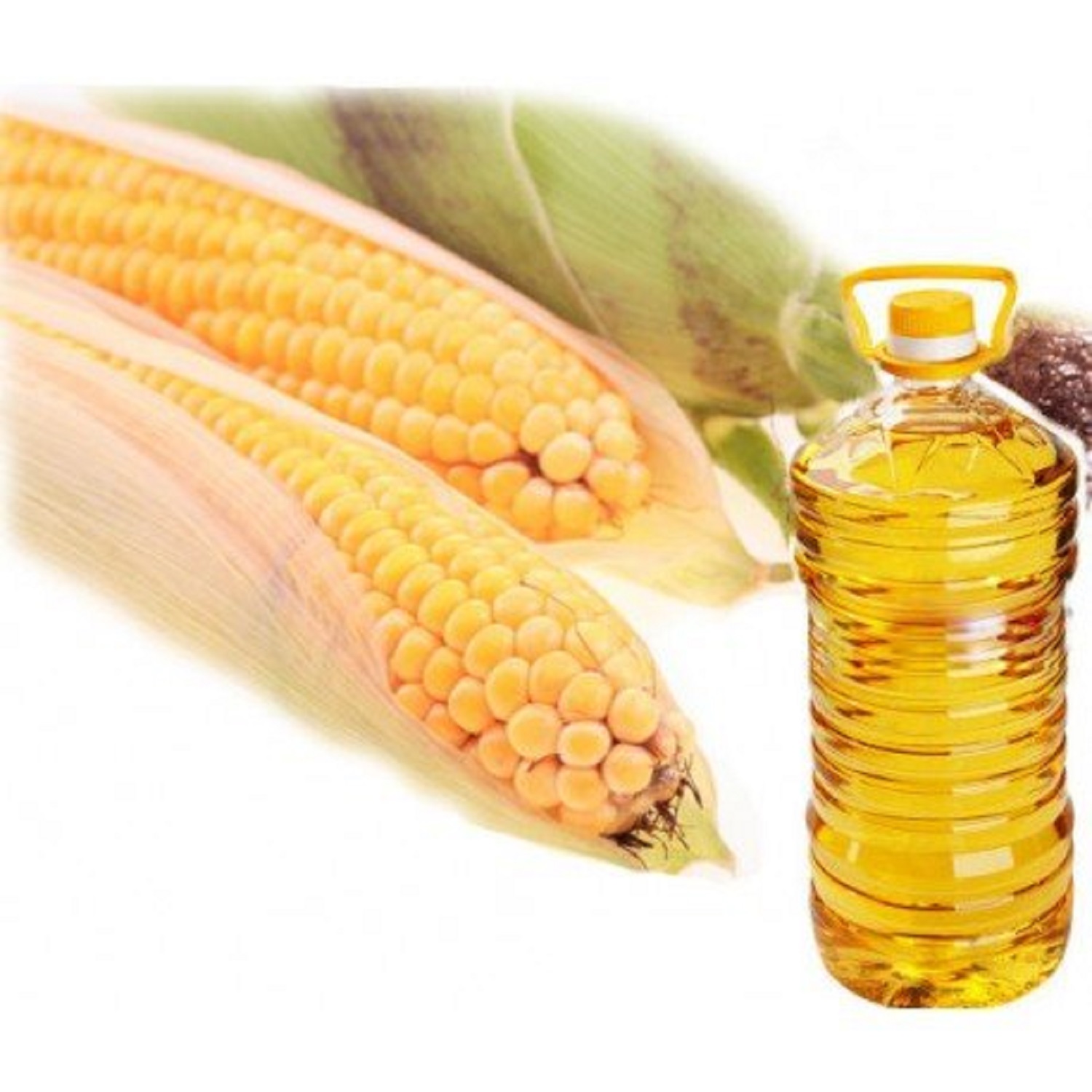 Top Maize oil / Corn Oil from Brazil, Refined corn oil