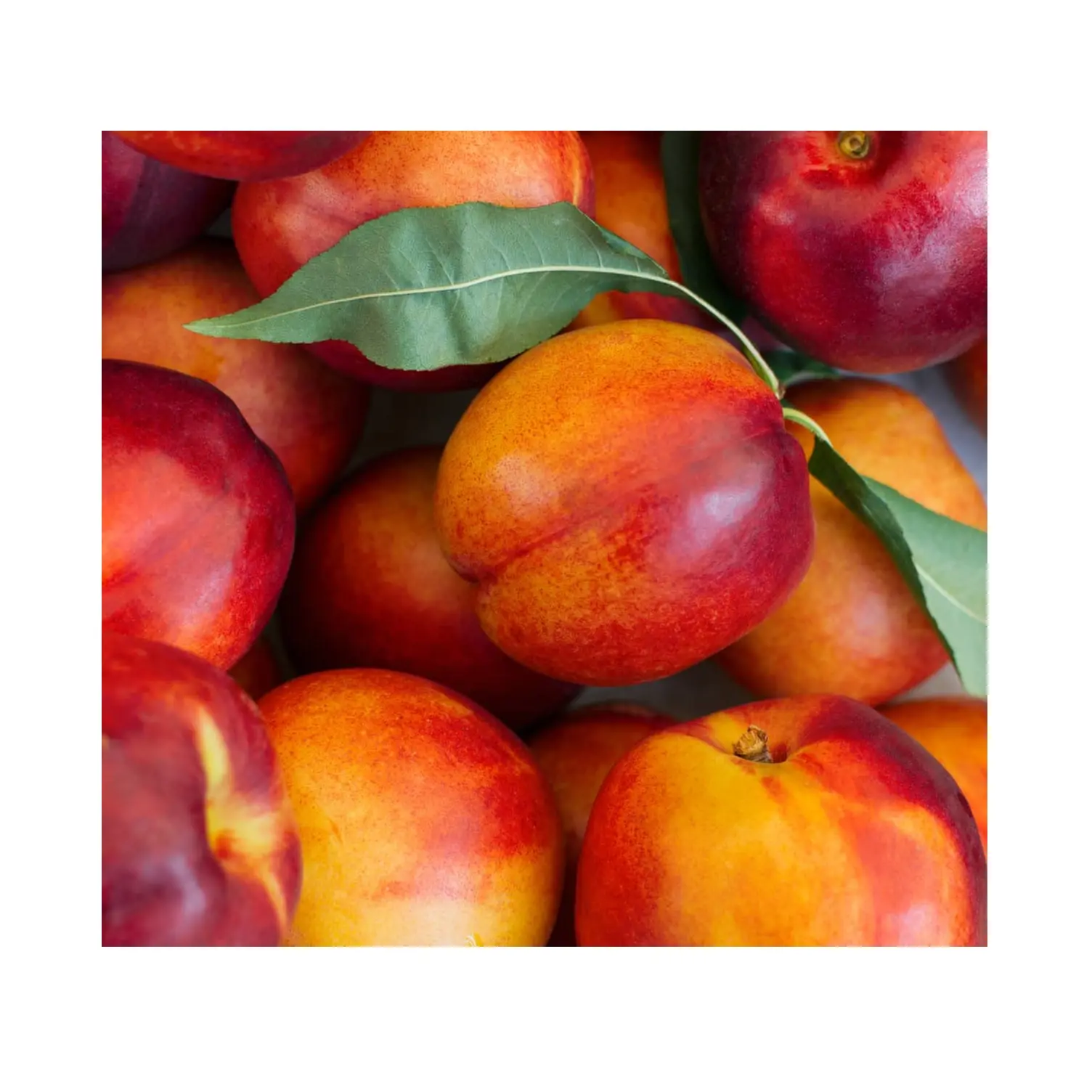 Best Price Organic Fresh Fruit Nectarines Available For Sale