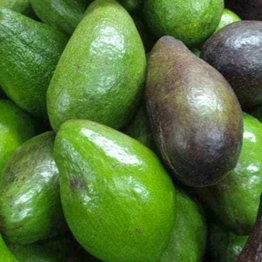 Свежий авокадо из Южной Африки/PALTA HASS