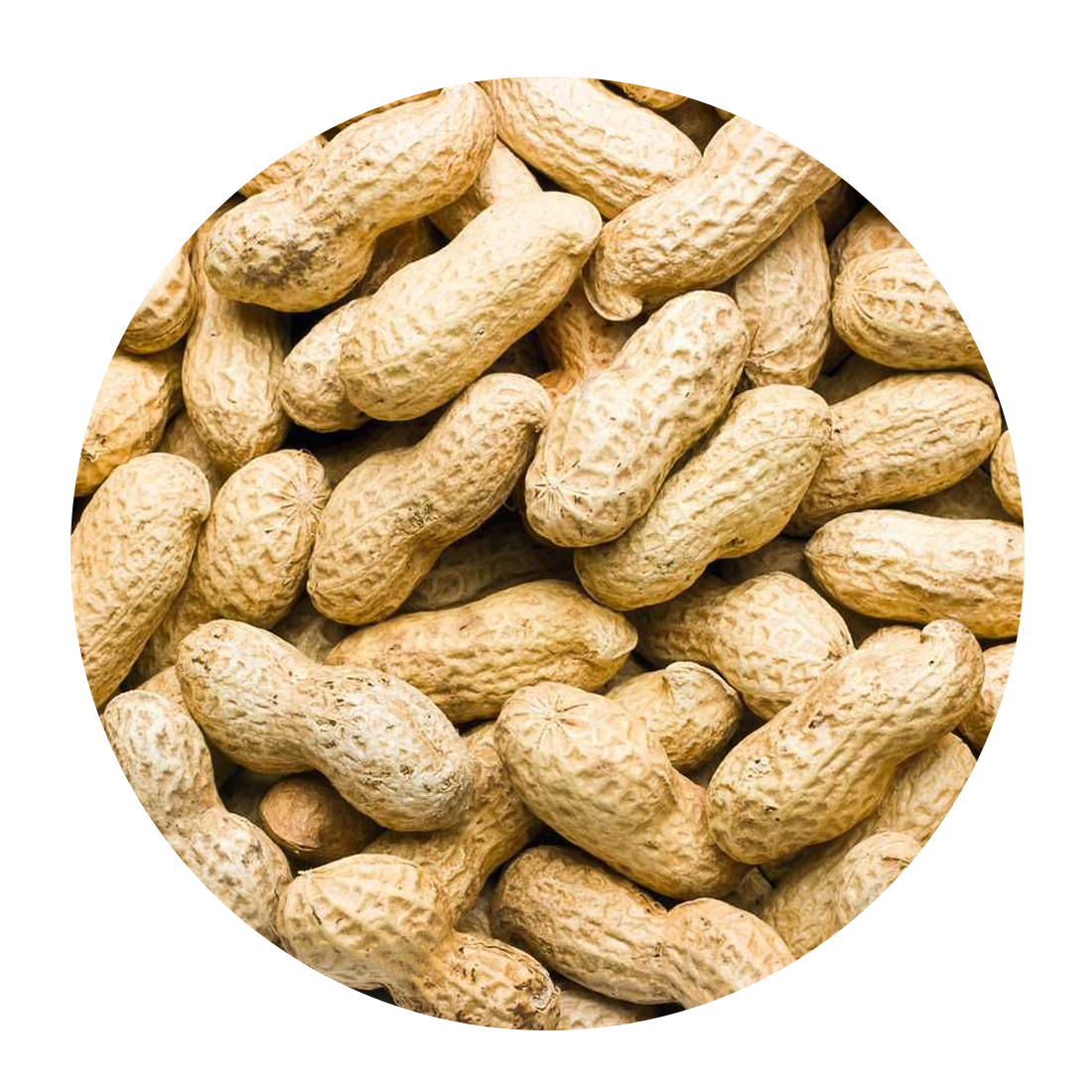 High Quality / Top Brazilian / Wholesale Roasted Non-GMO Top Grade 20 kg Bags Bulk Nuts & Kernels From Uzbekistan Peanut in Shell for Food