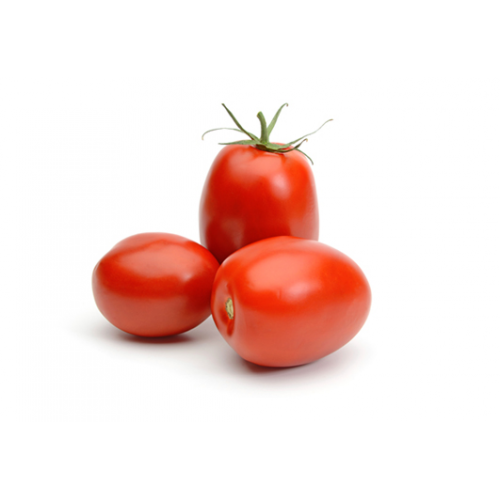 delicious fresh tomato export at good price