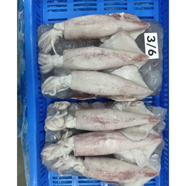 Продавец замороженных морепродуктов, цельный замороженный лолиго кальмар