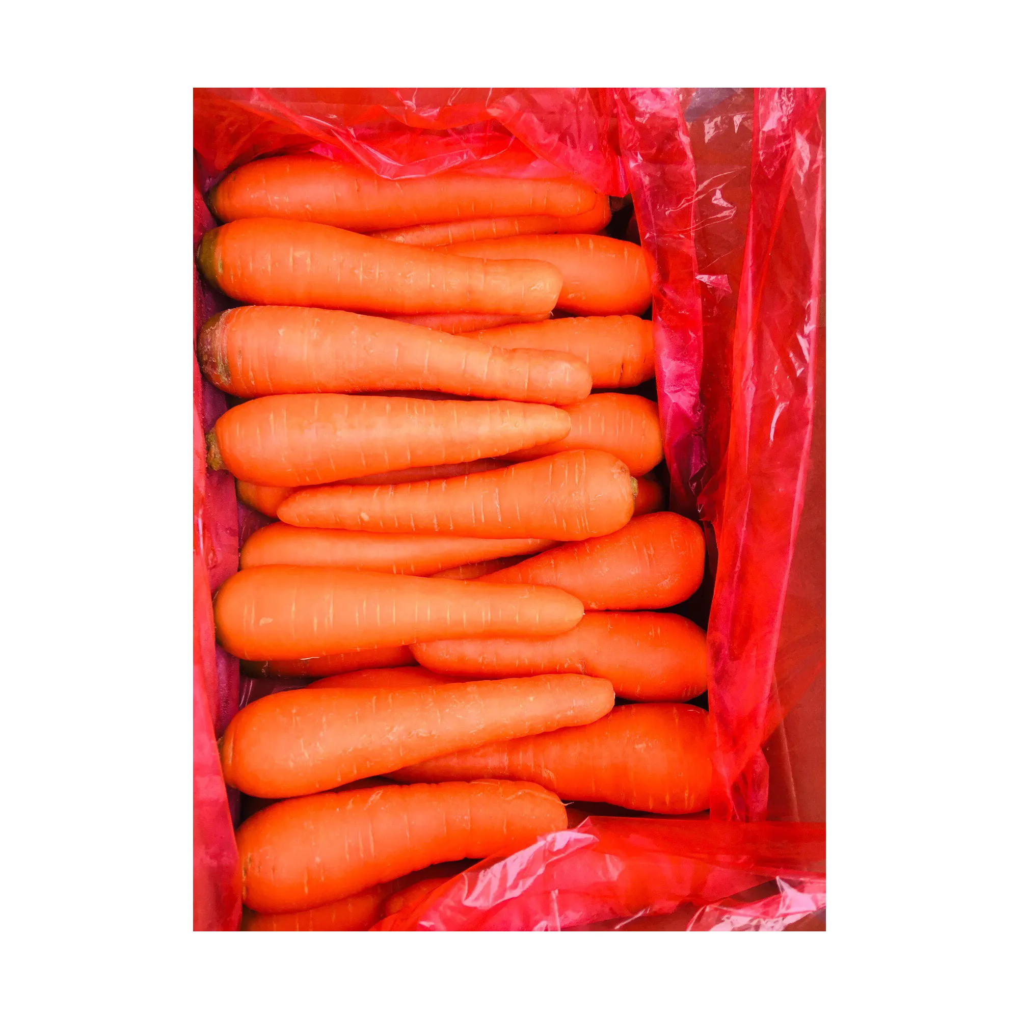 Fresh luxury Carrot Bulk new crop  wholesales high quality healthy healthy From Vietnam For Export