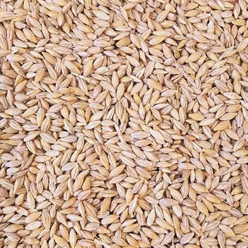Barley Grains Premium Barley Seeds/Animal feed barley/bulk barley grains Malted Barley Malt grain