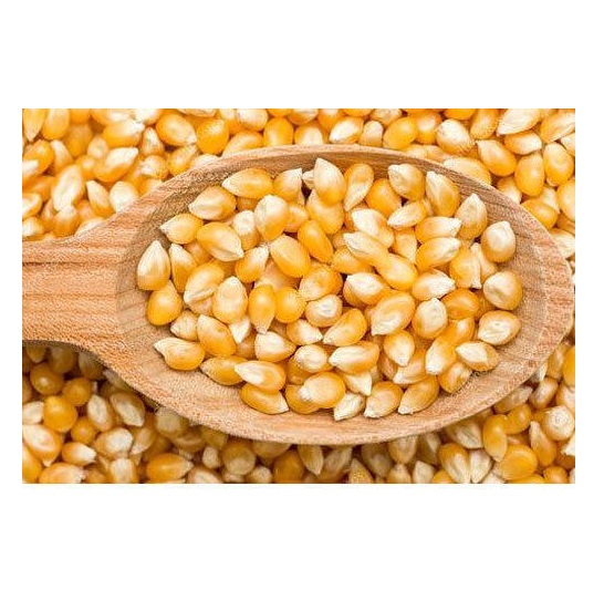 Новый Урожай желтой кукурузы для потребления корма для людей и животных