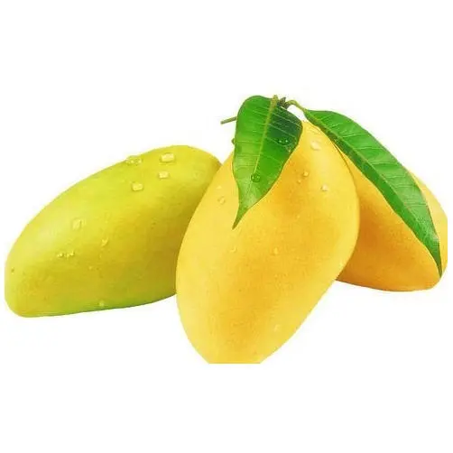 100% Natural Sweet and good smell Brix 10 to 14% Yellow Fresh Mangos From Vietnam For Export