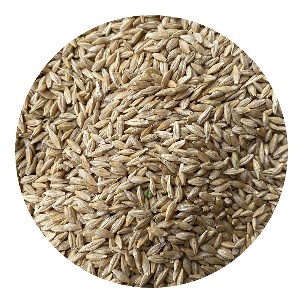 Wholesale barley seeds/animal feed/large grains for sale of agricultural bulk varieties