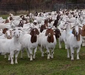 HEALTHY PREGNANT AND NON-PREGNANT BOER GOAT AVAILABLE