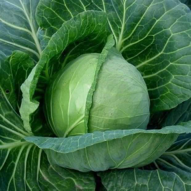 100% Высококачественная Органическая капуста, вкусная оптовая продажа, другие импортные свежие овощи, Зеленая капуста 2023