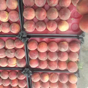Fresh Peaches Nectarines big size peaches hot sale summer fruit juicy peaches