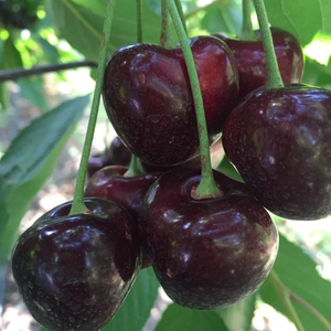 SWEET CHERRY FRESH RED